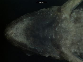 Media type: image;   Herpetology A-137112